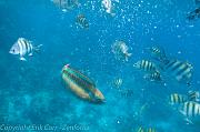 BVI Diving-0098